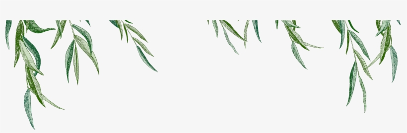 Woolgathering & Wildcrafting - Russian Olive, transparent png download