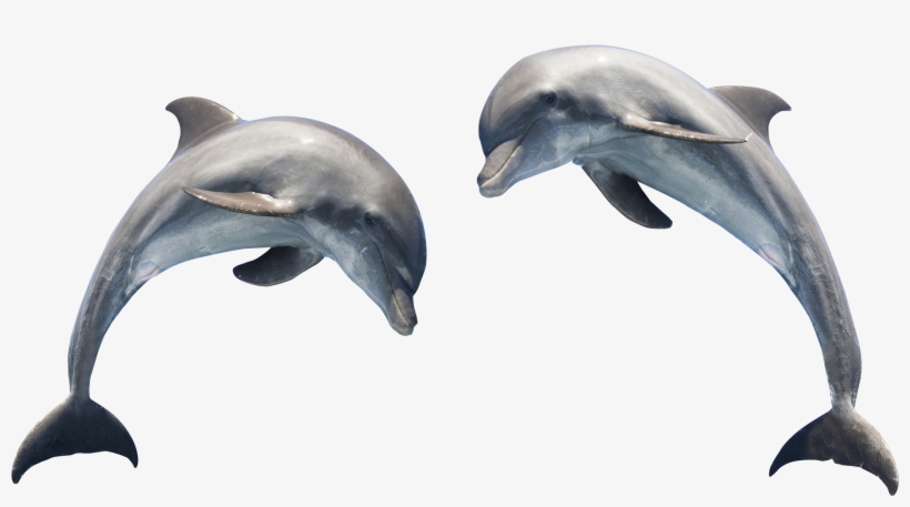 Can You Tell A Dolphin From A Porpoise?, transparent png download