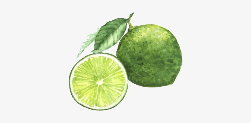 Picture Freeuse Library Painting Lime Photography Blue - Lemon Watercolor Painting, transparent png download