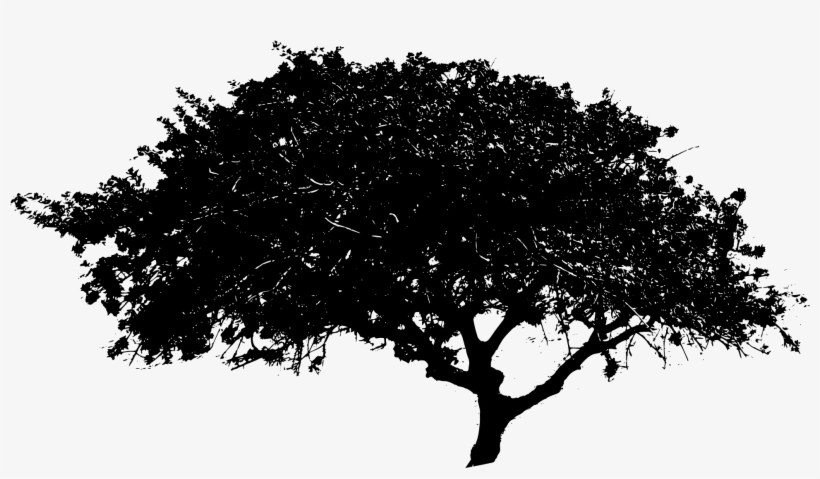 Free Download - Free Black And White Tree Png, transparent png download