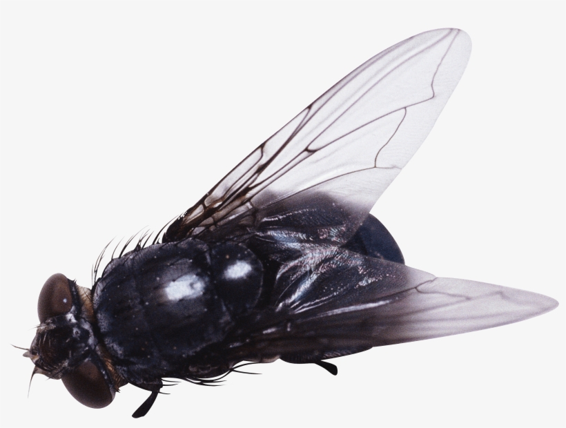 Download Image Hq Freepngimg - Fly Png, transparent png download