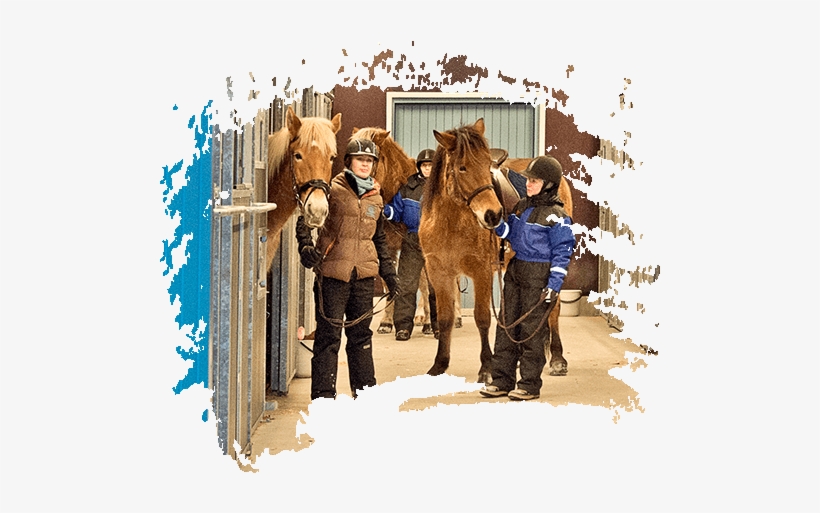 Arctic Horse Center - Snow, transparent png download