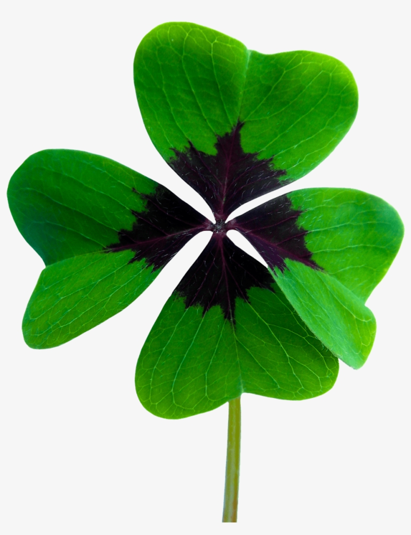 Symbol Good Luck Shamrock Png - Четырехлистный Клевер Png, transparent png download