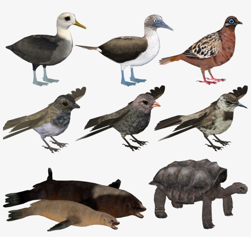 Interesting Islands- Galapagos Animals - Animales De Galapagos Png, transparent png download
