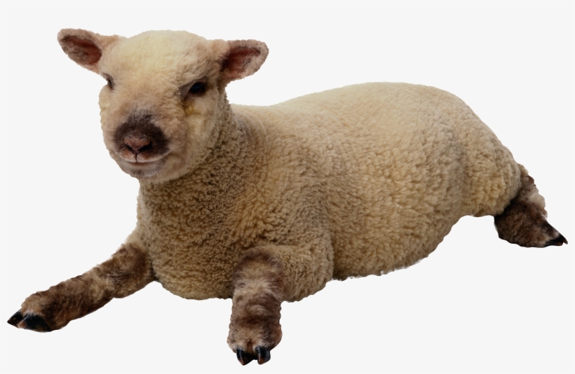 Download - Sheep Png, transparent png download