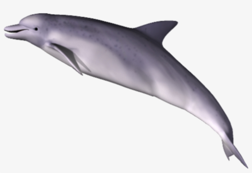 Dolphin Png Clipart - Dolphin Png, transparent png download