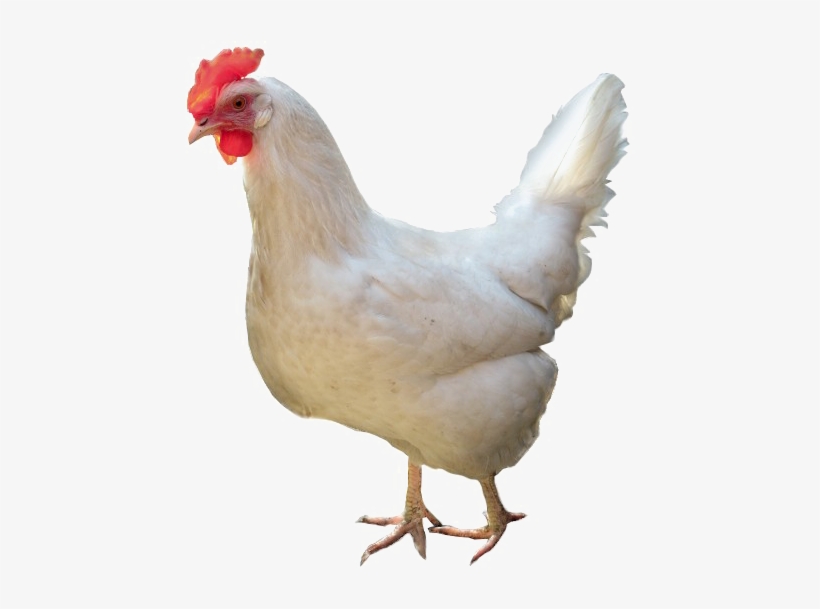 White Chicken Png High-quality Image - Chicken With White Background