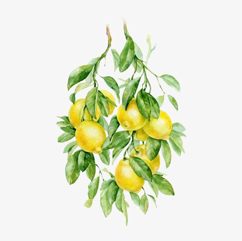 Watercolor Painting Fruit Auglis Botanical Illustration - 手 帐 贴纸 素材, transparent png download