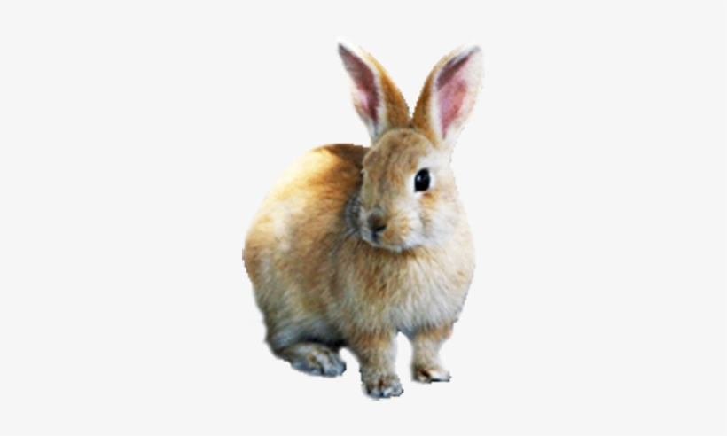 Cute Easter Bunny Image - Rabbit, transparent png download