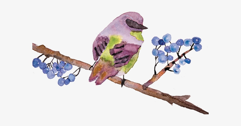 Acacia Greggii, transparent png download