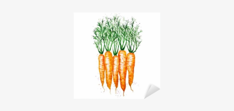 Vector Watercolor Carrots, Isolated On White Background - Carrots Watercolor, transparent png download