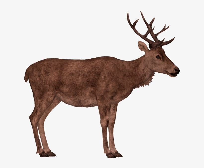 Red Deer Additional Variants 4 - Red Deer Png, transparent png download