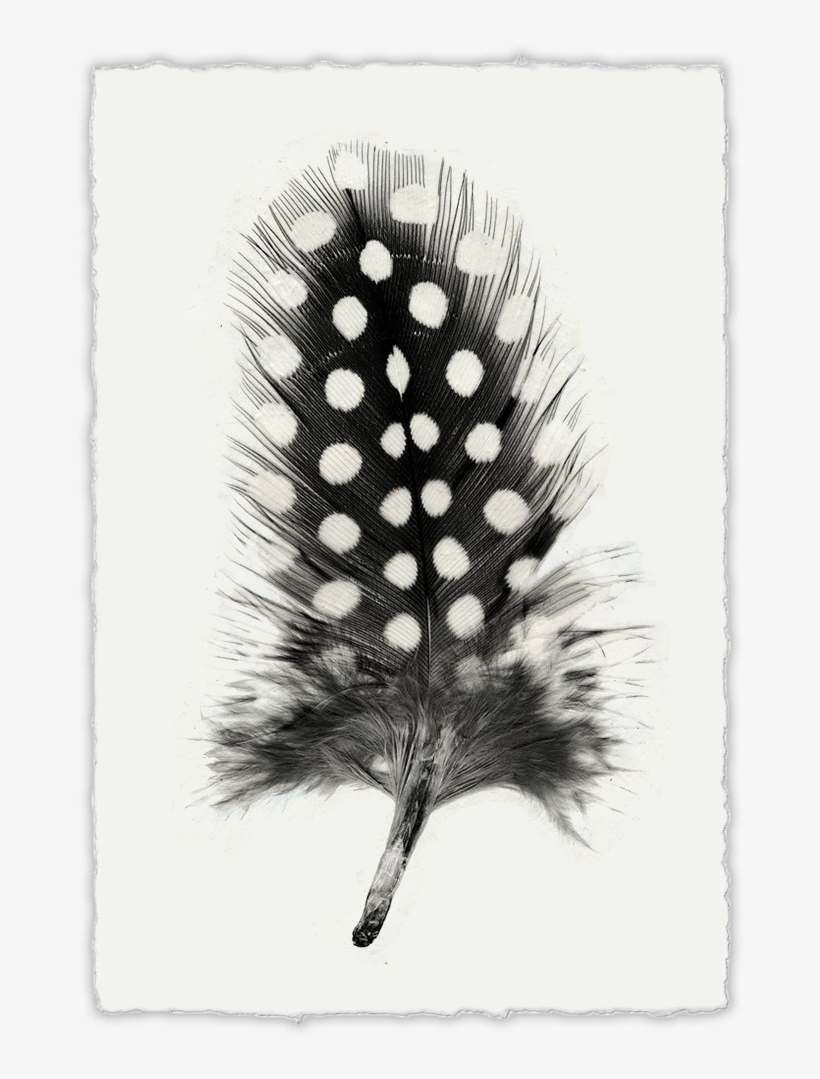 Feather - Feather Study #1, transparent png download