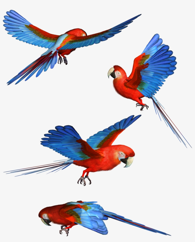 Bird Hd Png Transpa Images Pluspng - Macaw, transparent png download