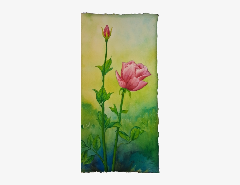 Century Watercolor Extravagana My Partner, Jeff, Scanned - Hybrid Tea Rose, transparent png download