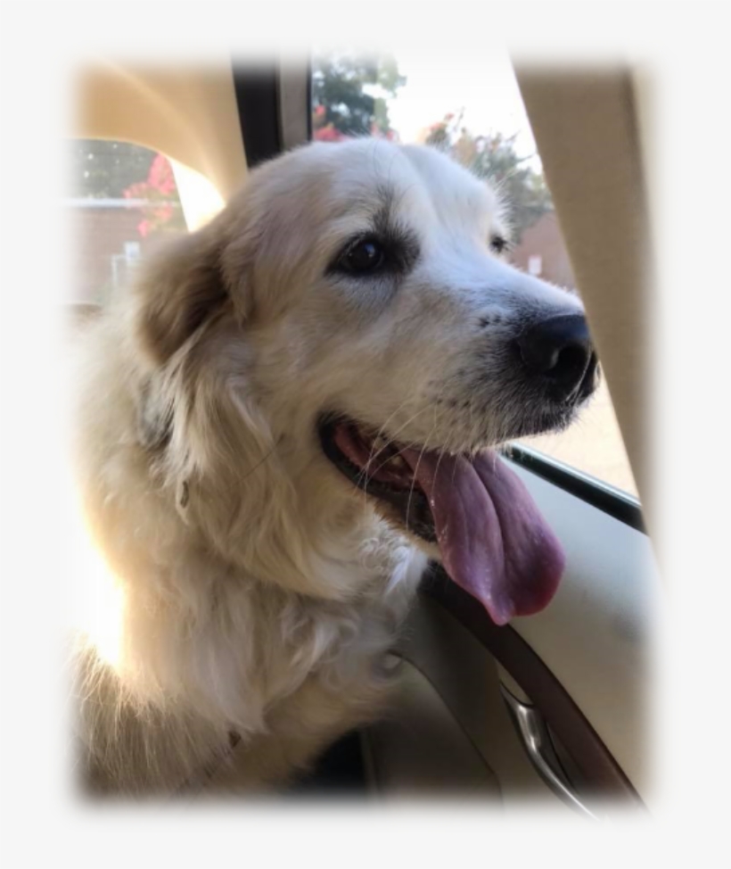 Nala Needs Your Help - Great Pyrenees, transparent png download