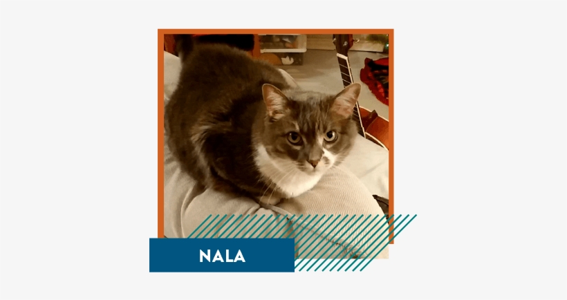 Nala-modal - Domestic Short-haired Cat, transparent png download