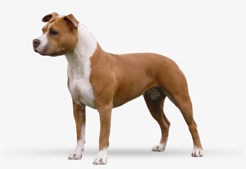 Nala - Photos - Pedigree - Titles - Tests - American Staffordshire Terrier Profile, transparent png download