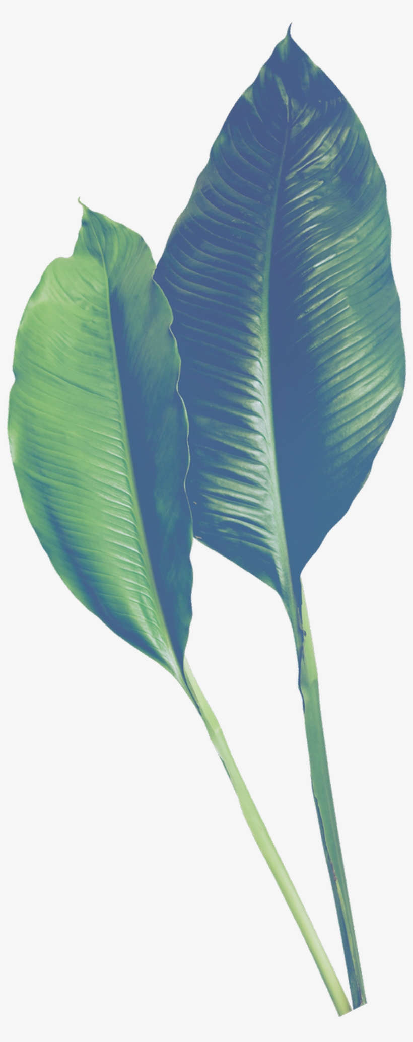 Hand Painted Realistic Banana Leaf Transparent - Leaf, transparent png download
