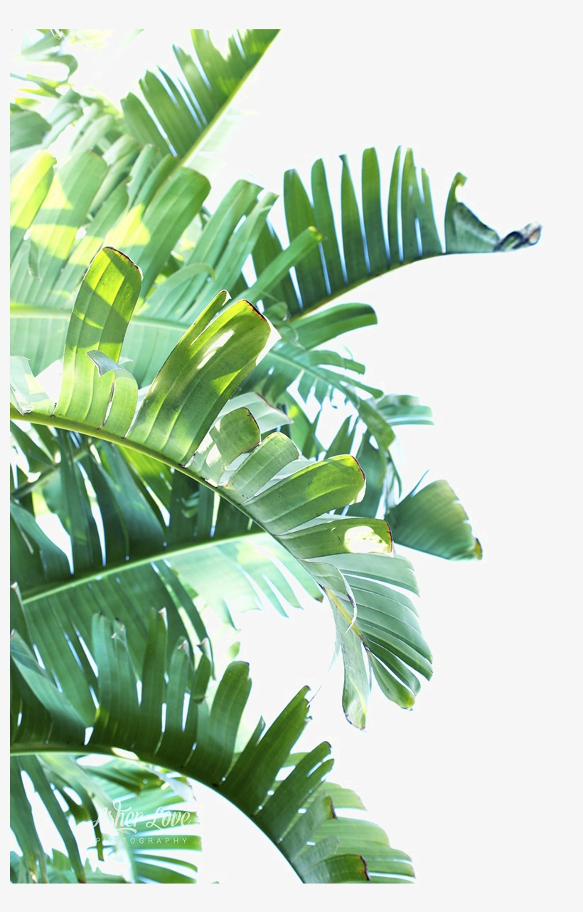 Download Green Leaf Png Clipart - Tropical Leaves Png - HD Transparent