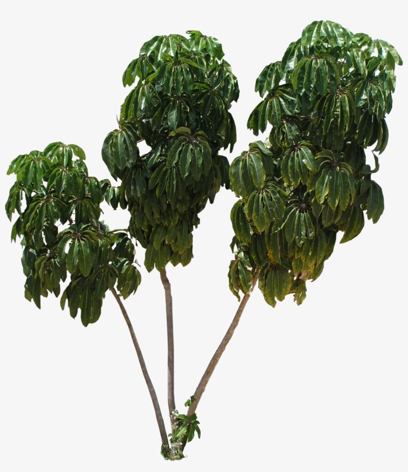 Png Schefflera Tree Texture - Transparent Background Fig Tree Png, transparent png download
