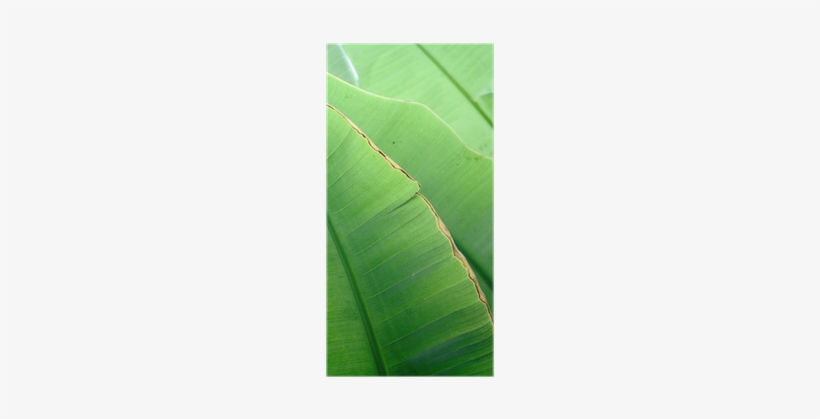 Banana Leaf, transparent png download