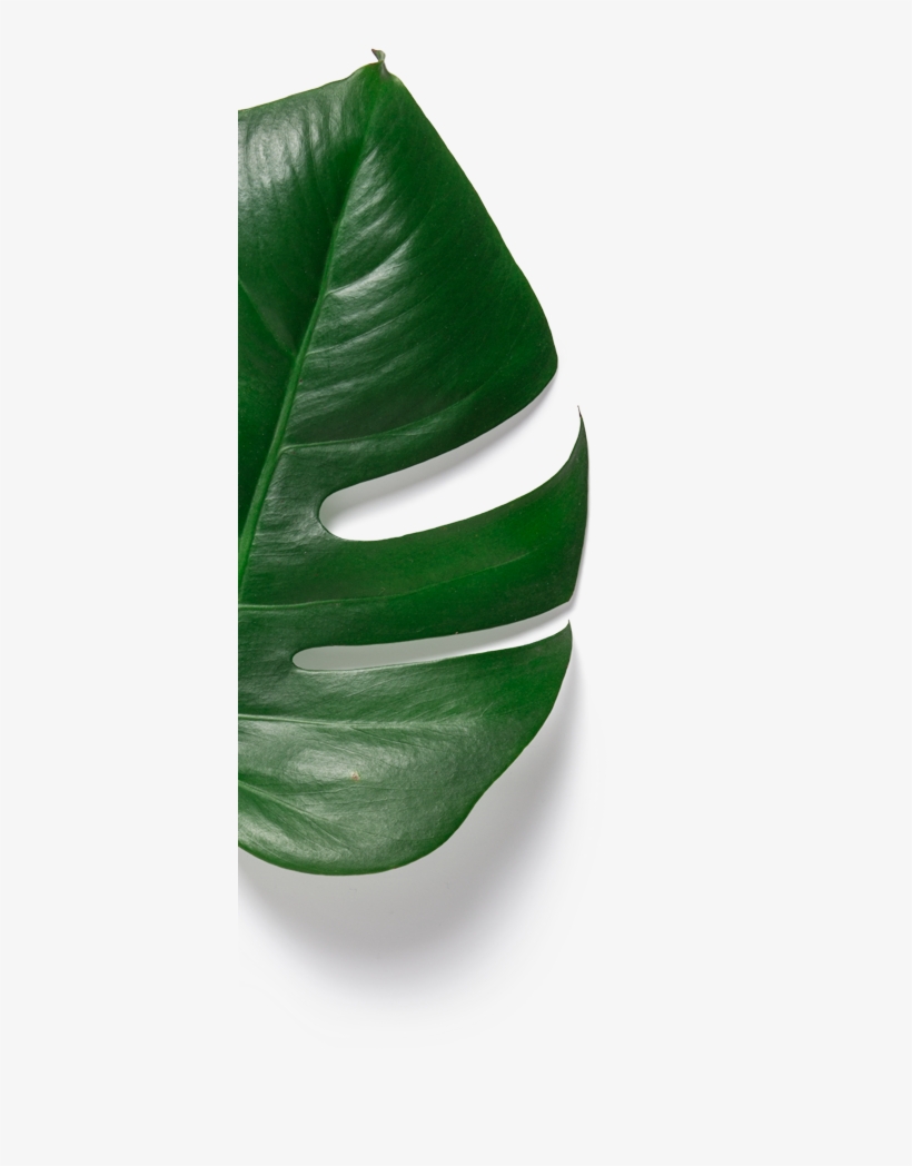 A Logo Looking Like A Jewel - Monstera Deliciosa, transparent png download