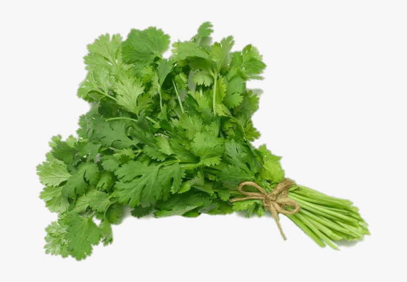 Cilantro - Coriander (cilantro) Slo-bolting Herb Seed, transparent png download