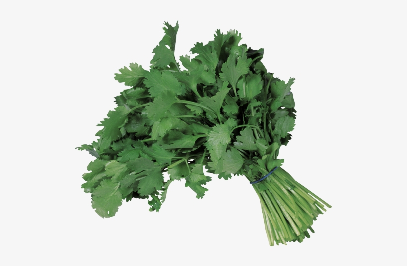 Cilantro Bunched-copy - Coriander, transparent png download