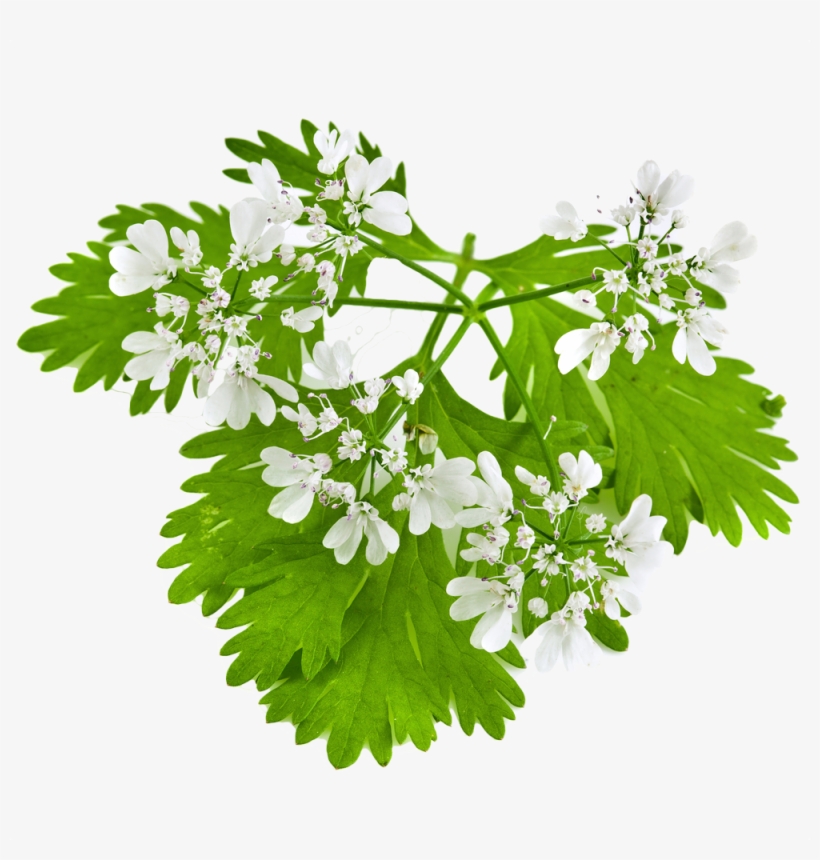 Coriander, transparent png download