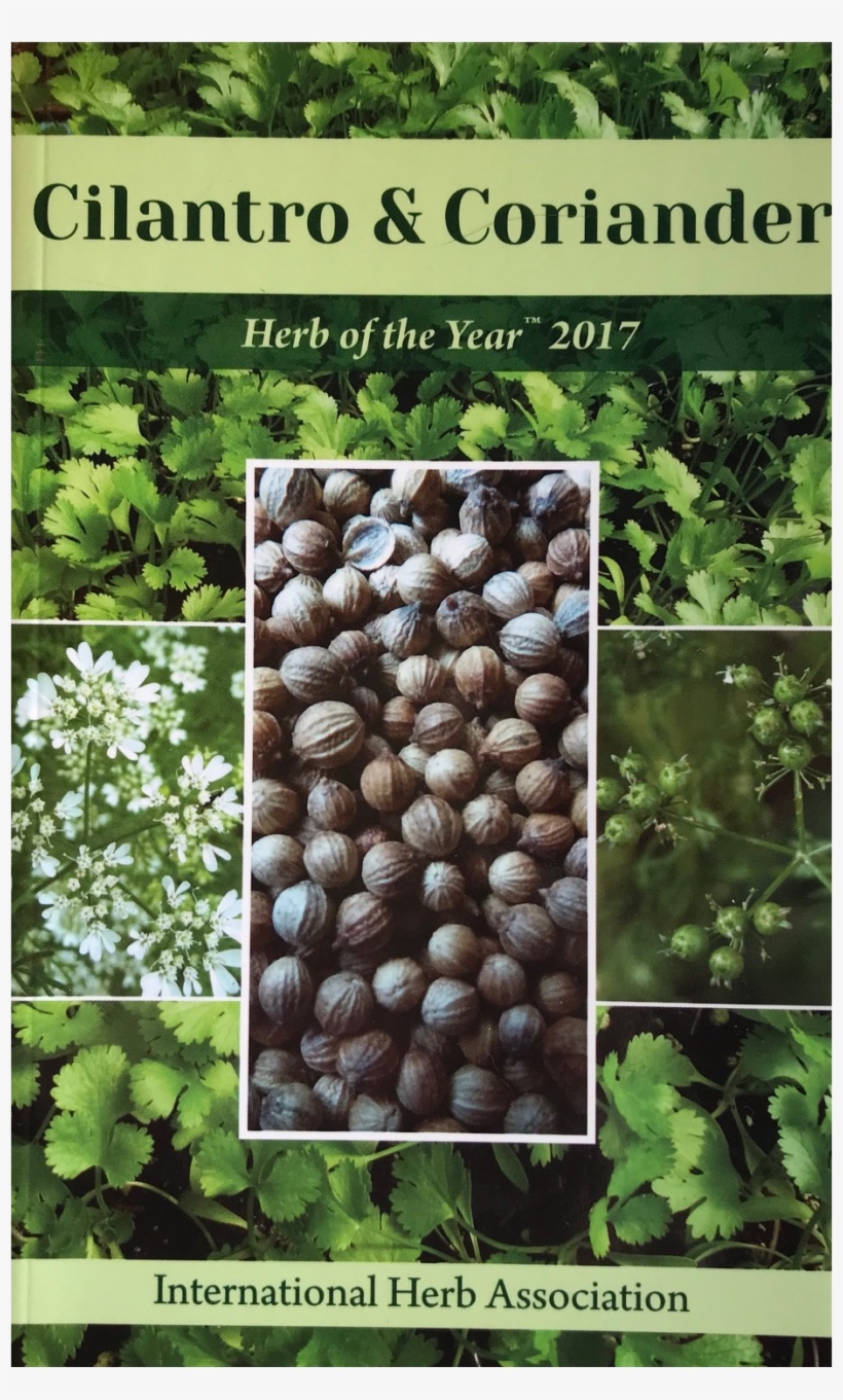 Cilantro & Coriander - Seed, transparent png download