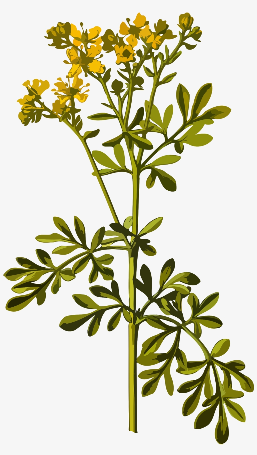 Common Rue By @firkin, From A Drawing In 'medizinal-pflanzen', - Rue Herb, transparent png download