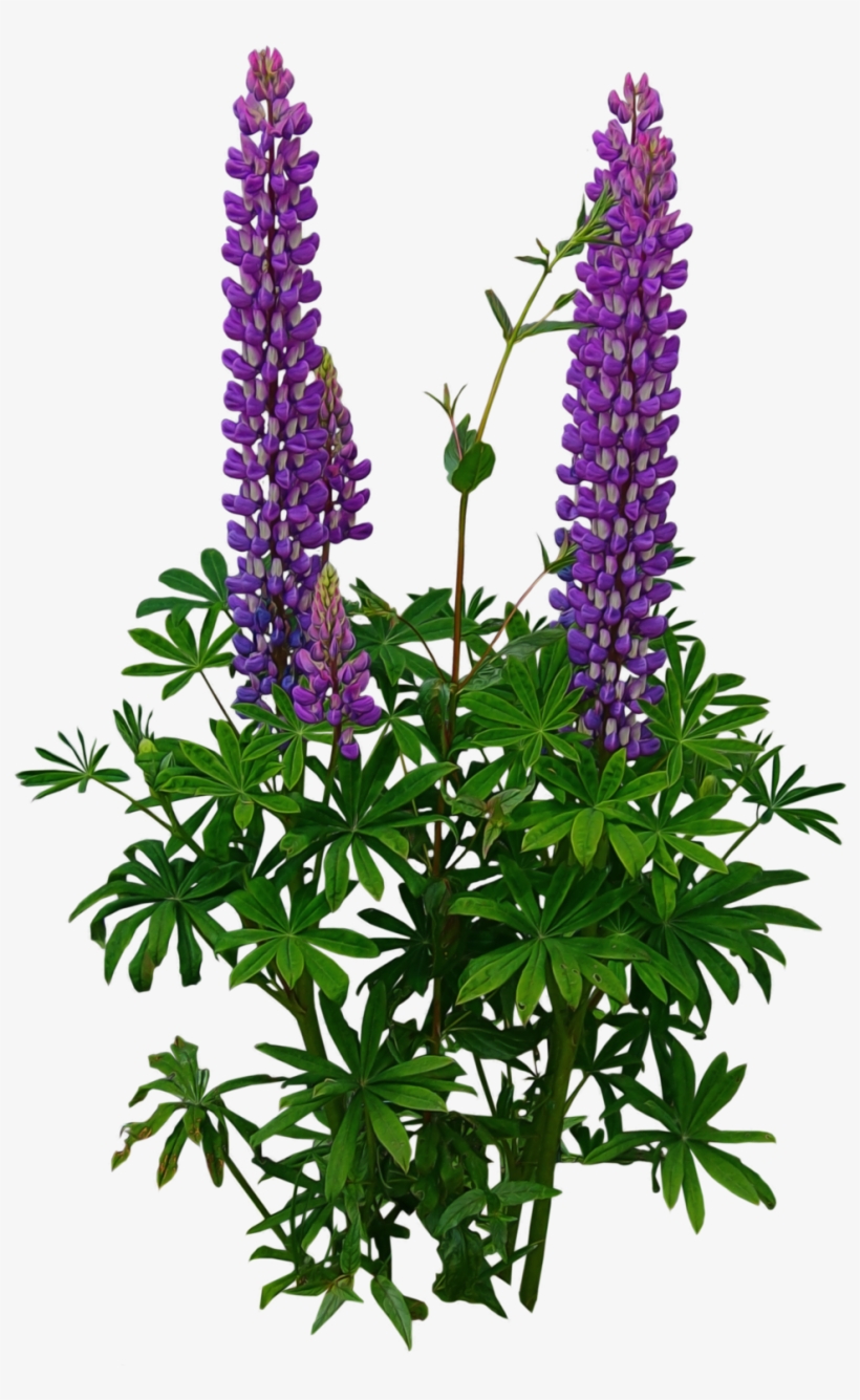 Tree Plan Png, Tree Psd, Photoshop Images, Photoshop - Lupine Png, transparent png download