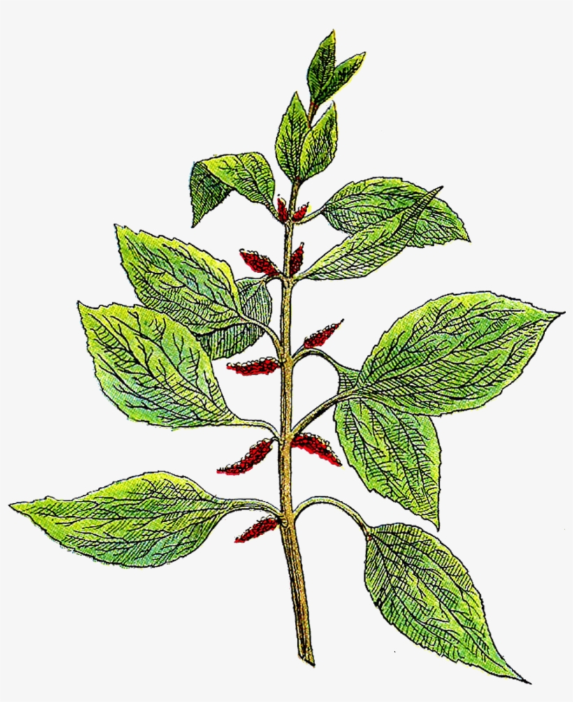 Growing Chervil - Botanical Clipart, transparent png download