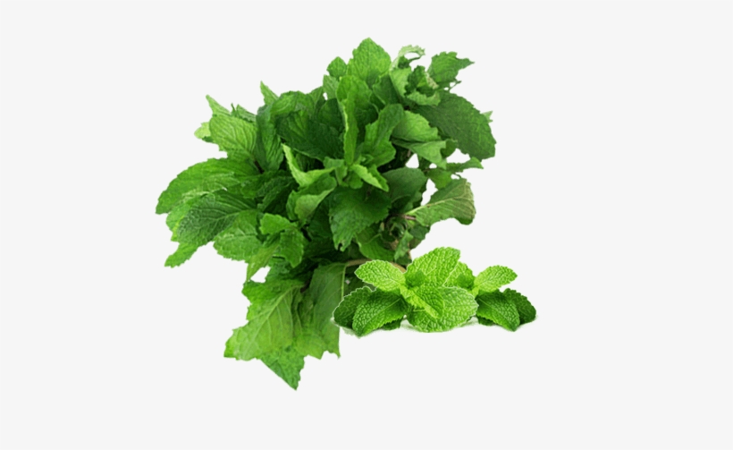Png Free Stock Cilantro Drawing Green Leafy Vegetable - Sxc Exfoliating And Hydrating Lip Exfoliator Scrub, transparent png download