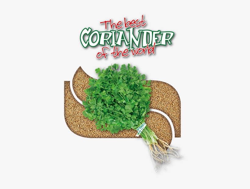 Coriander05 - Coriander Seed, transparent png download