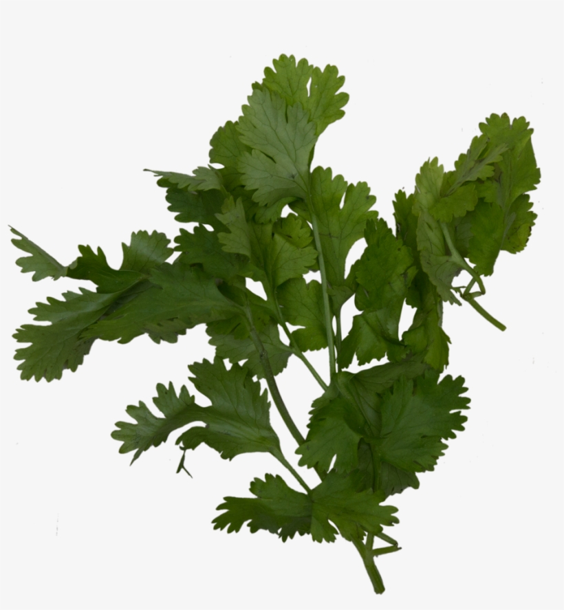 Cilantro - Parsley, transparent png download