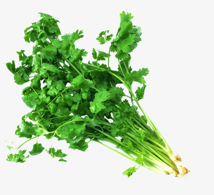 Telf Promotional Products - Coriander Png, transparent png download