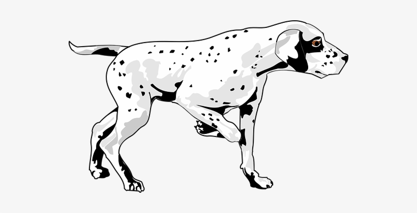Dog Pet Walking Animal Mammal Fur Spots Br - Management Of Cardiac Disease In Dogs, transparent png download