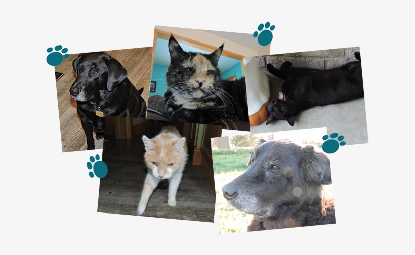 Star Pet For June - Companion Dog, transparent png download