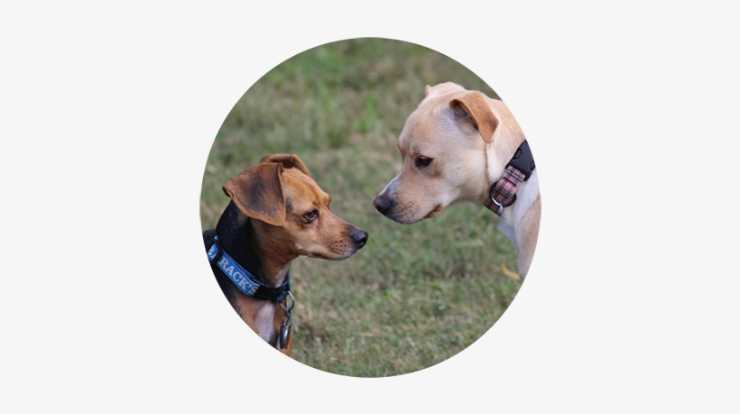 The Uptown Hound Is A Great Option For People Who Are - Dog, transparent png download