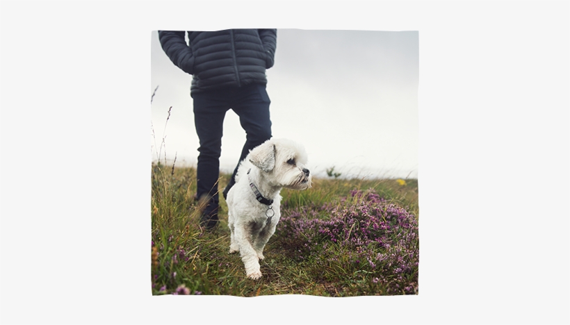 Noticing Improvements In Coats, General Behaviour And - Toy Poodle, transparent png download