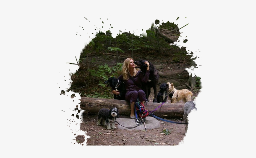 Puppy Daycare Toronto - Toronto, transparent png download