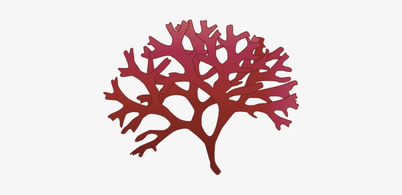 Moss Vector Watercolor - Chondrus Crispus, transparent png download