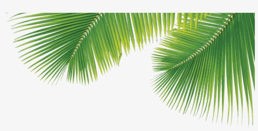 Click On Bag For More Information - Açaí Palm, transparent png download
