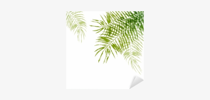 Background ต้น มะพร้าว, transparent png download