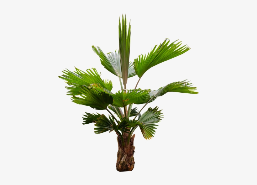 Nature, Tree, Palm, Isolated, Palm Fronds, Exotic - Exotic Tree Png, transparent png download