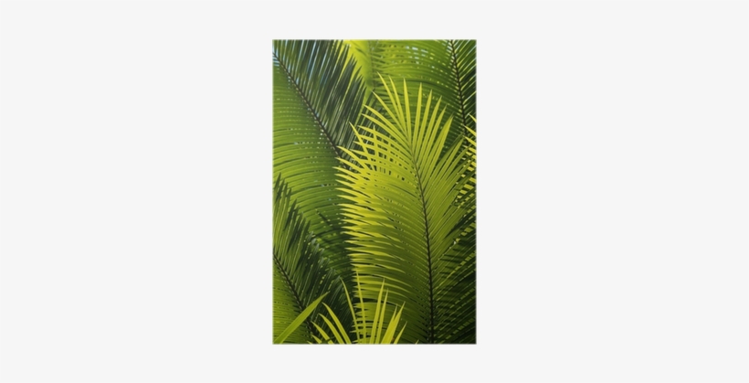 Palm Trees, transparent png download