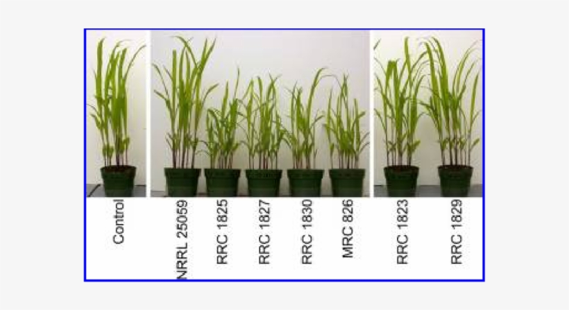 Silver Queen Seedlings Grown From Seed Inoculated With - Sweet Grass, transparent png download