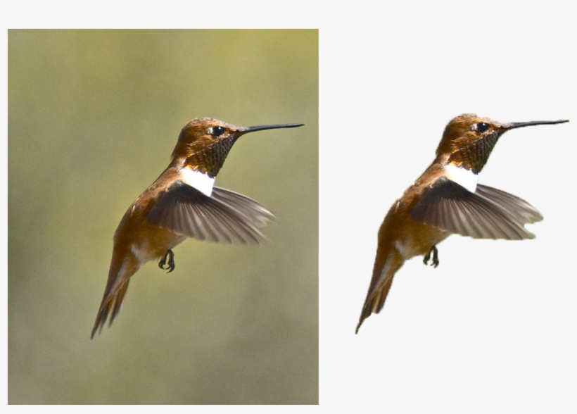 I Will Remove 10 Picture Backgrounds - Ruby-throated Hummingbird, transparent png download